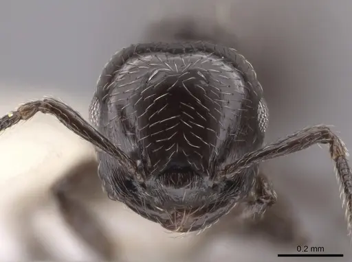 Crematogaster crinosa specimen CASENT0635776 image casent0635776_2