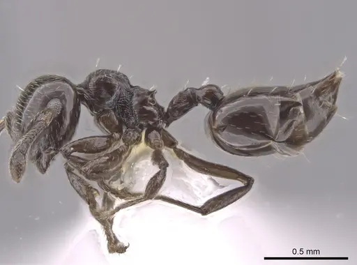 Crematogaster crinosa specimen CASENT0635776 image casent0635776_3