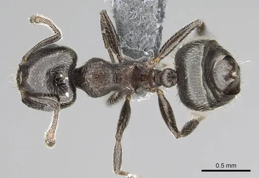 Crematogaster crinosa specimen CASENT0766199 image casent0766199_1