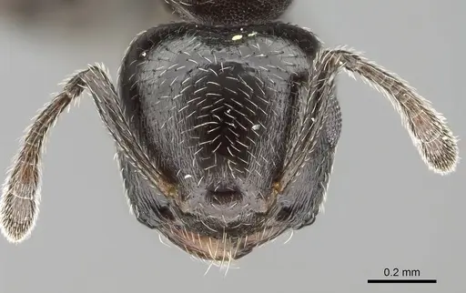 Crematogaster crinosa specimen CASENT0766199 image casent0766199_2