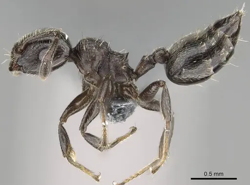 Crematogaster crinosa specimen CASENT0766199 image casent0766199_3