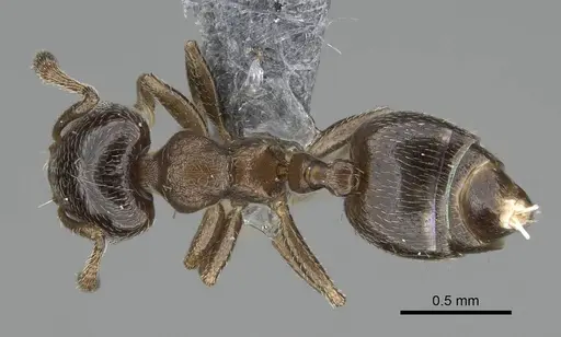 Crematogaster crinosa specimen CASENT0767058 image casent0767058_1