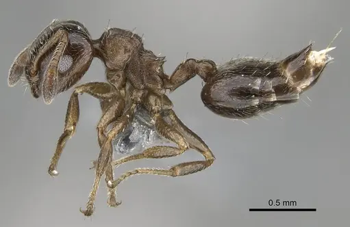 Crematogaster crinosa specimen CASENT0767058 image casent0767058_3