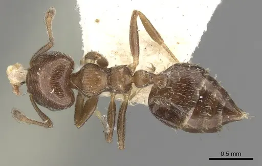 Crematogaster crinosa specimen CASENT0901466 image casent0901466_1