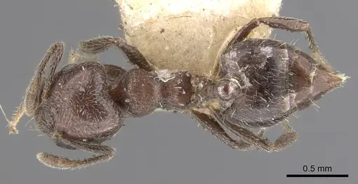Crematogaster crinosa specimen CASENT0902170 image casent0902170_1