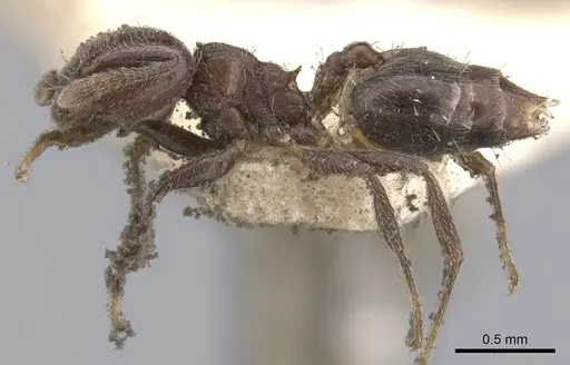 Crematogaster crinosa specimen CASENT0902170 image casent0902170_3