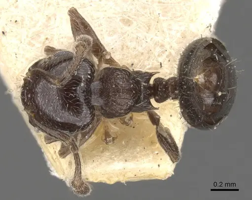 Crematogaster crinosa specimen CASENT0902173 image casent0902173_1