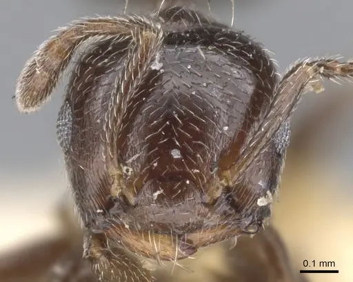 Crematogaster crinosa specimen CASENT0902173 image casent0902173_2