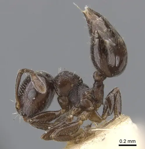 Crematogaster crinosa specimen CASENT0902173 image casent0902173_3