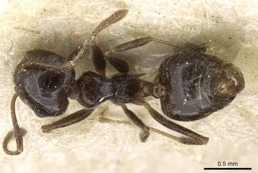 Crematogaster crinosa specimen CASENT0904523 image casent0904523_1