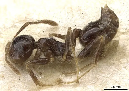 Crematogaster crinosa specimen CASENT0904523 image casent0904523_3