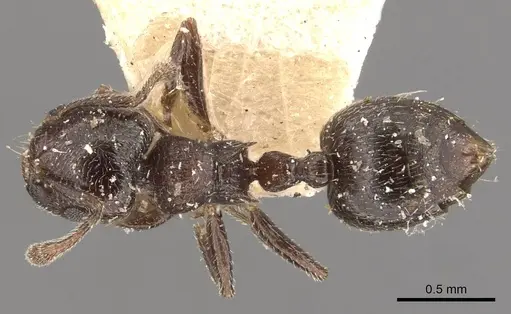 Crematogaster crinosa specimen CASENT0908392 image casent0908392_1
