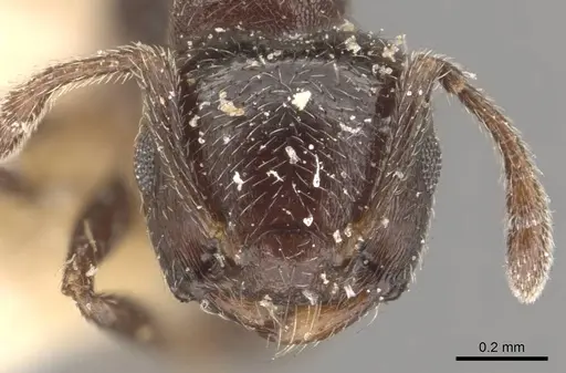 Crematogaster crinosa specimen CASENT0908392 image casent0908392_2