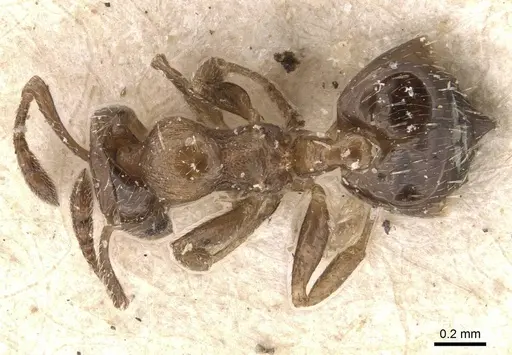 Crematogaster crinosa specimen CASENT0908393 image casent0908393_1