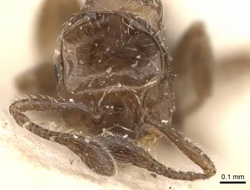 Crematogaster crinosa specimen CASENT0908393 image casent0908393_2