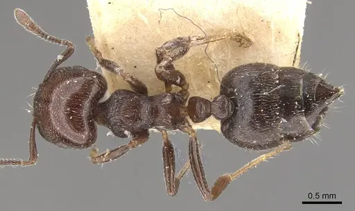 Crematogaster crinosa specimen CASENT0908394 image casent0908394_1