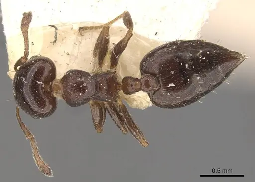 Crematogaster crinosa specimen CASENT0908401 image casent0908401_1