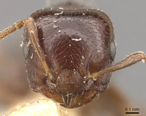 Crematogaster crinosa specimen CASENT0908401 image casent0908401_2