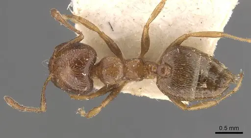Crematogaster crinosa specimen CASENT0908403 image casent0908403_1