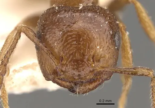 Crematogaster crinosa specimen CASENT0908403 image casent0908403_2