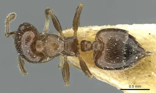 Crematogaster crinosa specimen CASENT0912754 image casent0912754_1