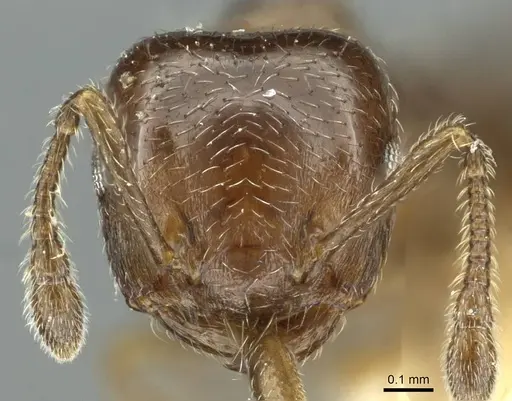 Crematogaster crinosa specimen CASENT0912754 image casent0912754_2