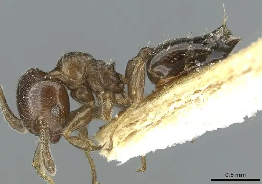 Crematogaster crinosa specimen CASENT0912754 image casent0912754_3