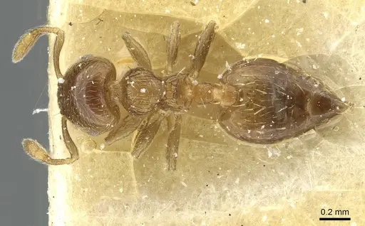 Crematogaster crinosa specimen CASENT0912759 image casent0912759_1