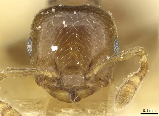Crematogaster crinosa specimen CASENT0912759 image casent0912759_2