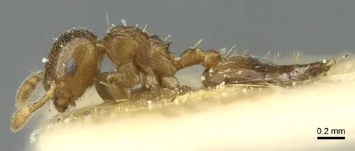 Crematogaster crinosa specimen CASENT0912759 image casent0912759_3