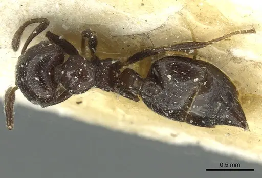 Crematogaster crinosa specimen CASENT0912760 image casent0912760_1
