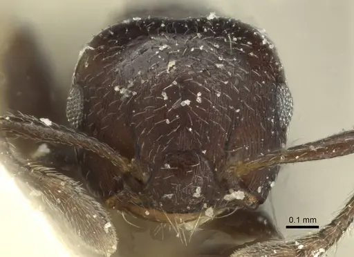 Crematogaster crinosa specimen CASENT0912760 image casent0912760_2