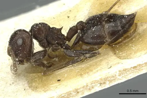 Crematogaster crinosa specimen CASENT0912760 image casent0912760_3