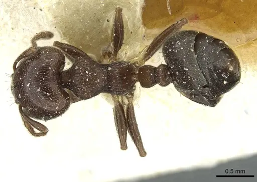 Crematogaster crinosa specimen CASENT0912762 image casent0912762_1
