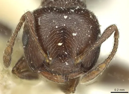 Crematogaster crinosa specimen CASENT0912762 image casent0912762_2