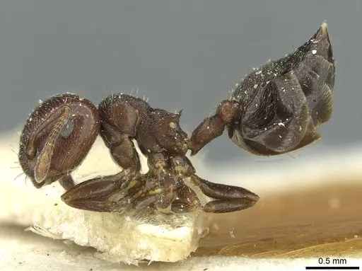 Crematogaster crinosa specimen CASENT0912762 image casent0912762_3
