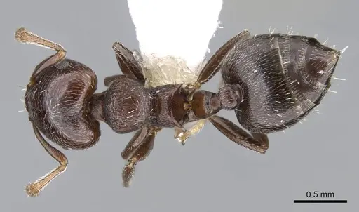 Crematogaster crinosa specimen CASENT0914557 image casent0914557_1
