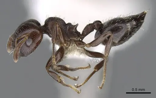 Crematogaster crinosa specimen CASENT0914557 image casent0914557_3