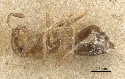 Crematogaster crinosa specimen CASENT0916976 image casent0916976_1