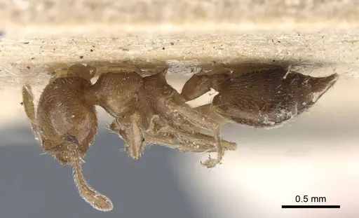 Crematogaster crinosa specimen CASENT0916976 image casent0916976_2