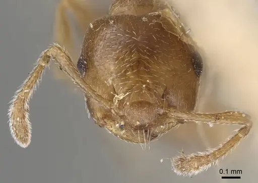 Crematogaster crinosa specimen CASENT0916976 image casent0916976_3