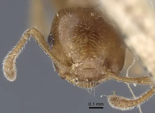 Crematogaster crinosa specimen CASENT0916976 image casent0916976_4