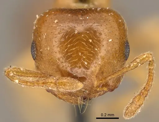 Crematogaster crinosa specimen CASENT0919695 image casent0919695_2