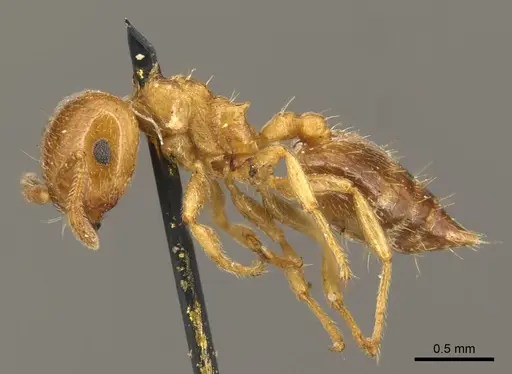 Crematogaster crinosa specimen CASENT0919695 image casent0919695_3