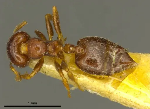 Crematogaster crinosa specimen CASENT0919698 image casent0919698_1