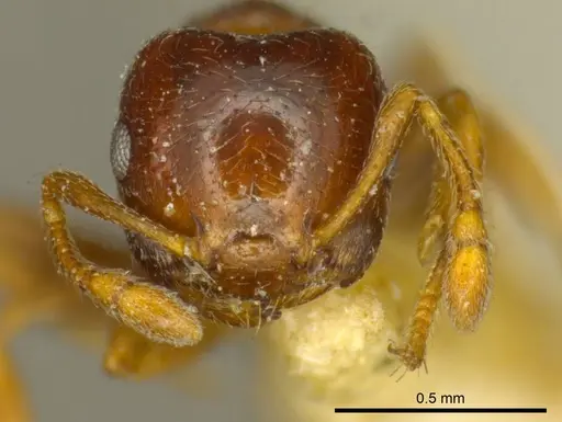 Crematogaster crinosa specimen CASENT0919698 image casent0919698_2
