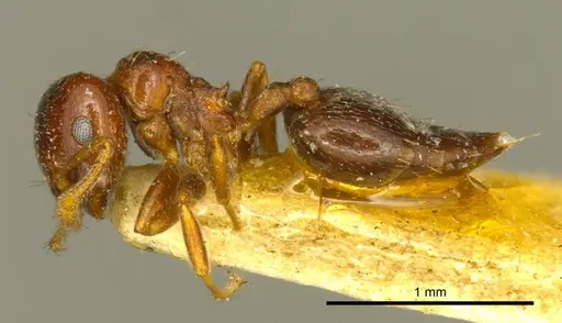 Crematogaster crinosa specimen CASENT0919698 image casent0919698_3