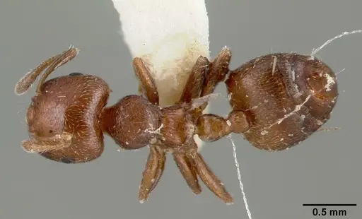 Crematogaster crinosa specimen CASTYPE03689 image castype03689_1
