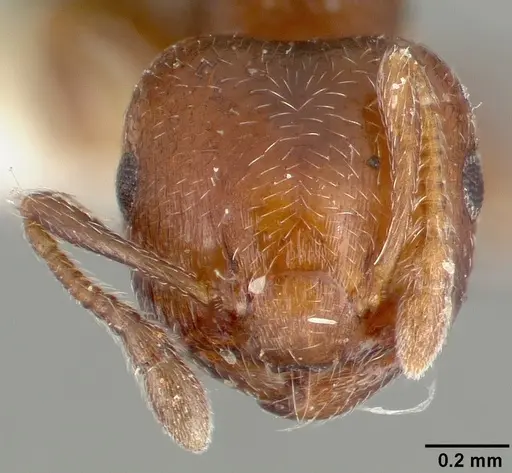 Crematogaster crinosa specimen CASTYPE03689 image castype03689_2