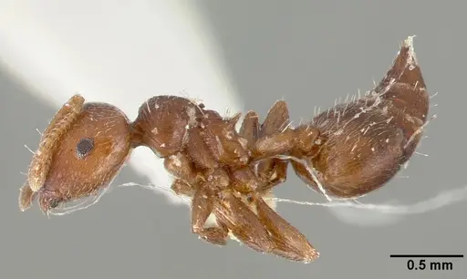 Crematogaster crinosa specimen CASTYPE03689 image castype03689_3